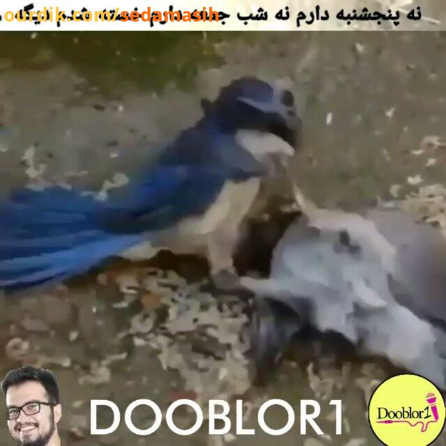 دعوای زن شوهری با بالا نویس فارسی : خدایی دیدین یسری از زن شوهر ها دعوا میکنن بعد میگن کاش