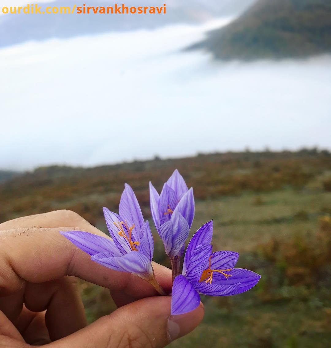 بر فراز ابرها...Iran Iranian photography Iranpics kamilyaghmaei clouds saffron زعفران