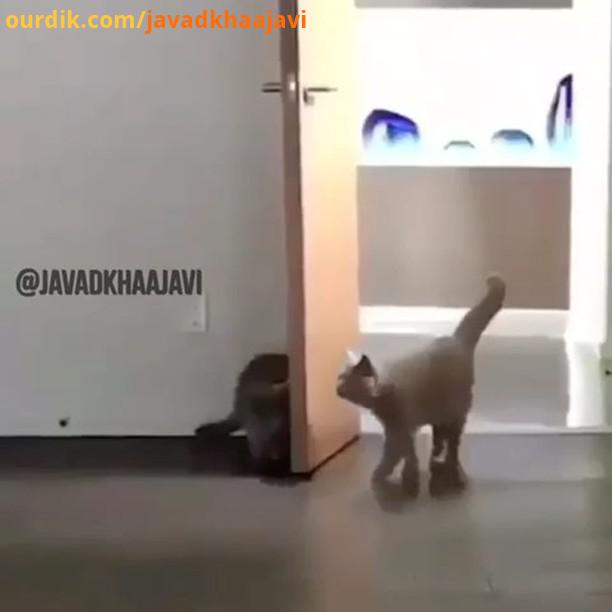 مامان بیا منو بشور cat مامان روشنایی بشور تو کانالم هست