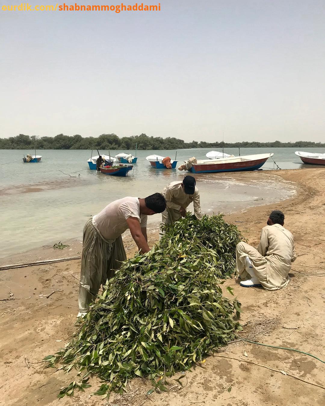خلیجِ گواتر، مرز آبی ِ پاکستان...این مردانِ سخت کوش ِ بلوچ ، از جنگلِ را، که میان ِ آب است، شاخ