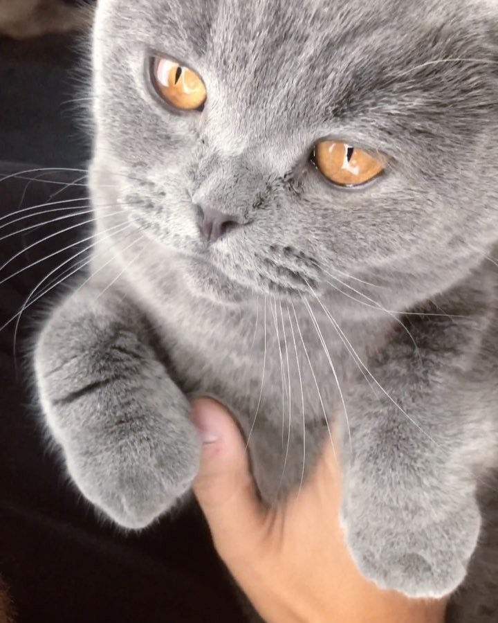 چى میگه scottishfold