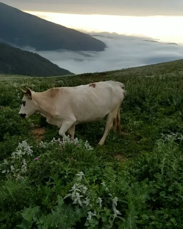 شمال بهشت ایران فقط به اون دریای ابر توجه ویژه داشته باشید بیایید با حفظ محیط زیست سرسبزی طراوت را