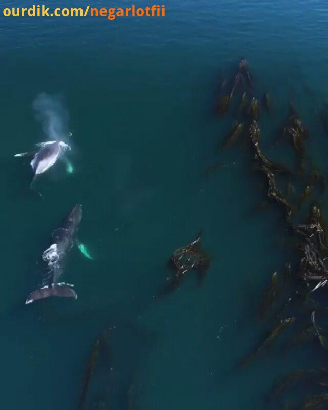 sound of love animalovers