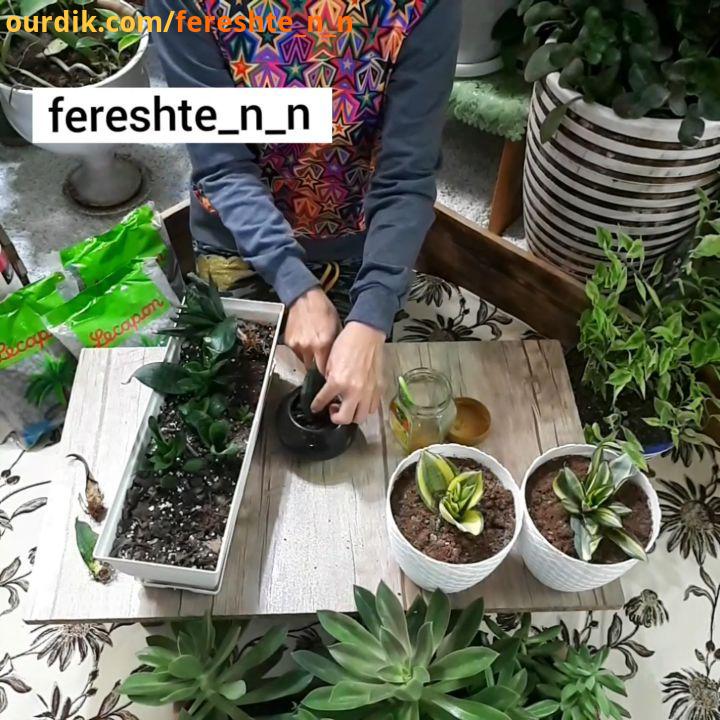 صداگذاری کردم توضیحاتو روی تصویرگوش کنید به خاک سبک نیاز داره ترکیب خاکبرگ پرلیت بیست درصد ورمی کمپو