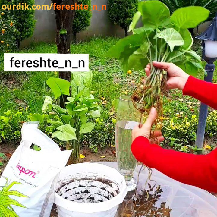 سینگونیوم تکثیر گیاهان آپارتمانی houseplant plant plantlovers plantlove plantlover plantsofinstagram