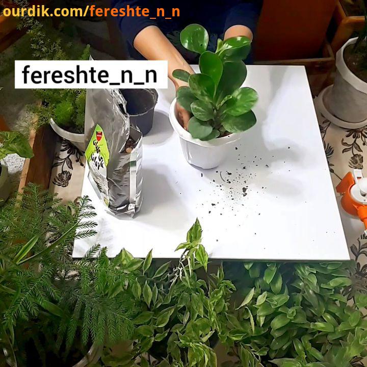 گل قاشقی پپرومیا پپرومیا قاشقی تکثیر plant peperomia plantsofinstagram plantas plantlove plantlovers