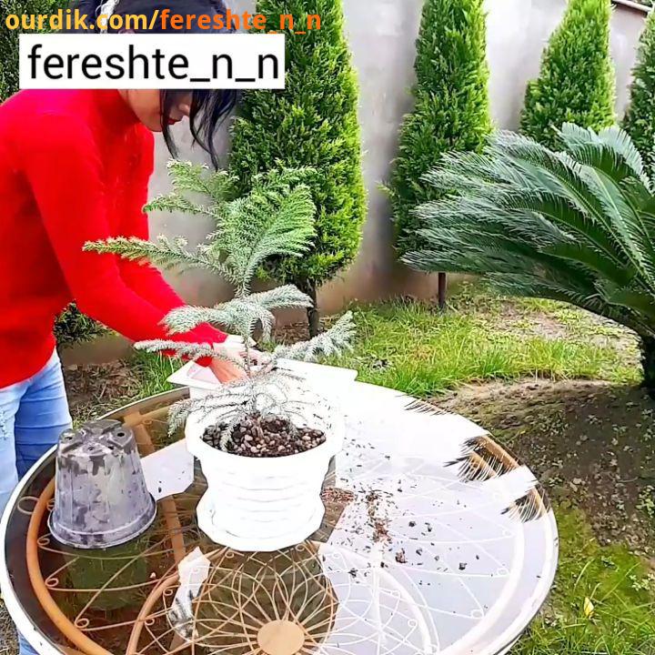 کاج کاج مطبق تکثیر araucaria houseplantsofinstagram houseplants صداگذاری کردم رو تصویر کاج نیاز به