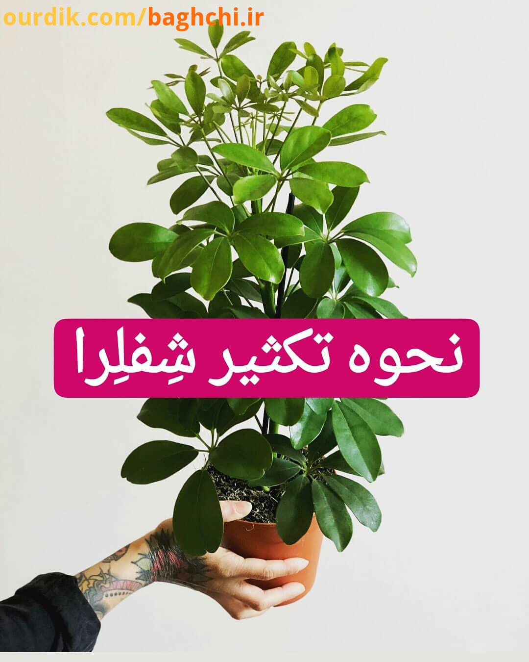 تکثیر گل شفلرا از نیمه دوم فصل بهار، از طریق کشت بذر، قلمه های انتهایی ساقه یا قلمه های ساقه ای می