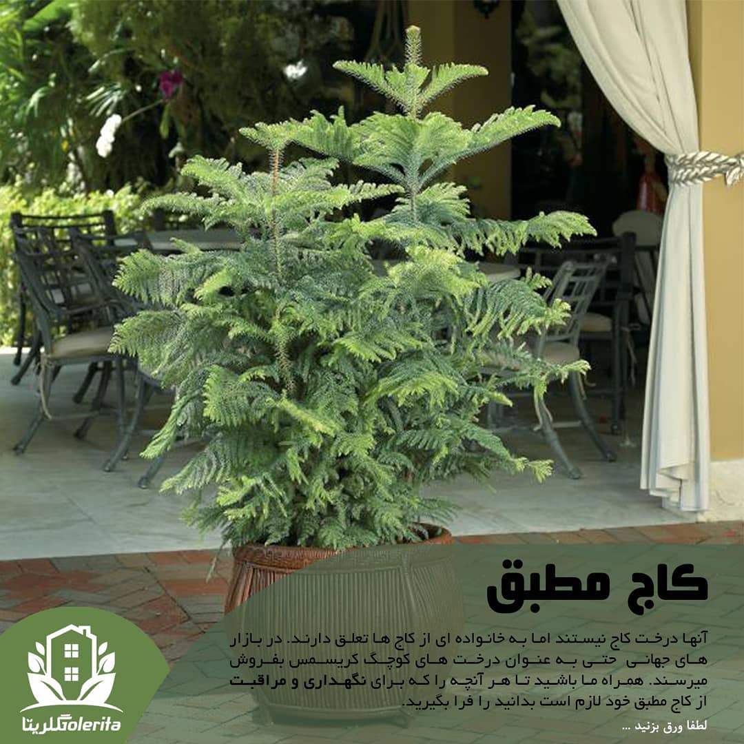 کاج مطبق نور: زیاد مستقیم آب: بین آبیاری خاک نسبتا خشک شده باشد دما: مقاوم در برابر سرما کود: حداک