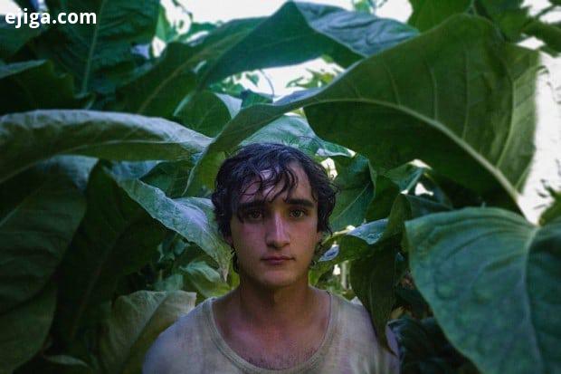 نقد سینمافا بر فیلم خوشحال مثل لازارو Happy as Lazzaro اثر آلیس رورواکر سینمافا محمد خضریا زاده آل