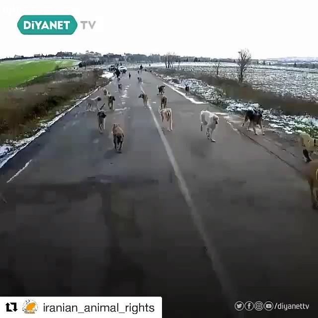Repost with این حجم تفاوت برخورد با حیوانات بی سرپرست شهری در ایران ترکیه شگفت انگیزه، ویدیو نحوه