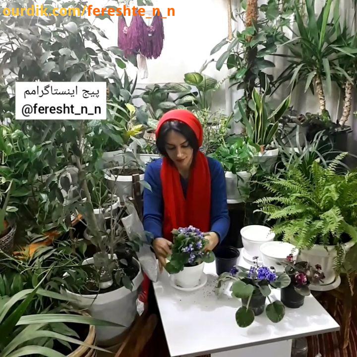 بنفشه آفریقایی روتصویرصداگذاری کردم عزیزای من درانتخاب گلدان سمپاشی یا تعویض خاک متاسفانه بی فایدست