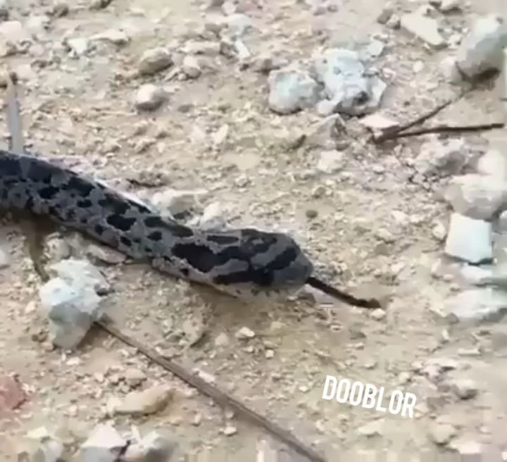قلقلکیا...wild snake dubsmash dubbing دوبله طنز دوبله فارسی دوبله رازبقا