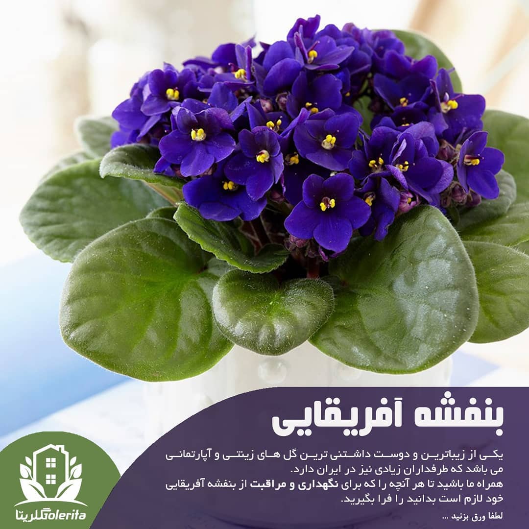 بنفشه آفریقایی نور: خیلی خوب غیر مستقیم آب: از کف گلدان آبیاری انجام شود دما: دما متوسط کود: دو هف