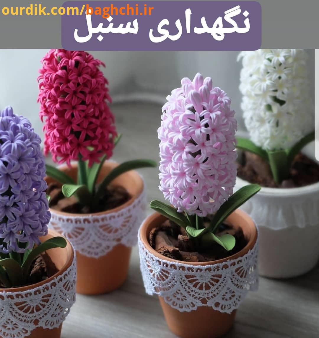 نگهداری سنبل هیچ گاه گیاه را در مکانی که خیلی گرم باشد، نباید قرار داد تا حد توان بهتر است بر روی بر