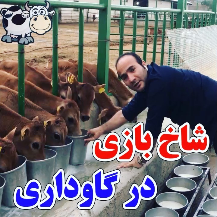 .عاقبت شاخ بازی دوستاتون رو گاوبازی گاو