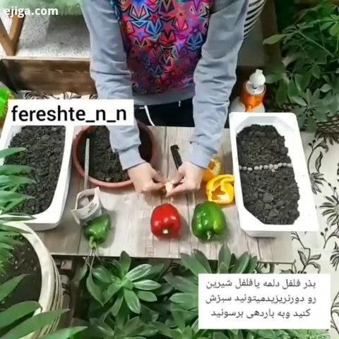 عزیزای من سبزکردن بذرفلفل دلمه کار ساده ایه بذرتازه فلفل مدت زمان طولانیتری سبز میشه اما اگر بذر رو