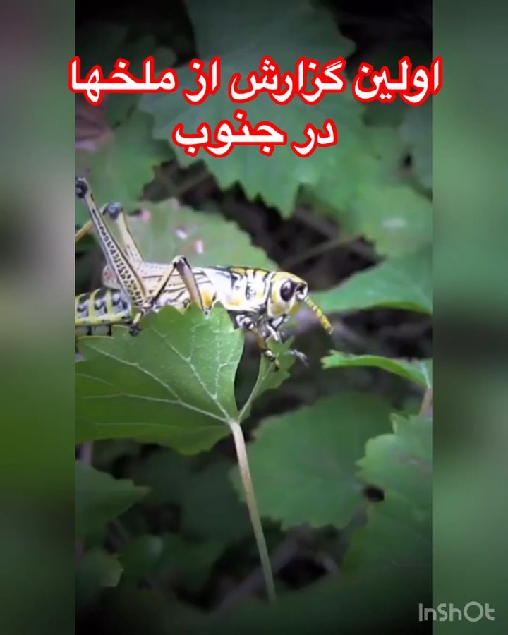 با ورود ملخها به جنوب دیدن اوضاع همگی در عجیبی فرو رفته حدوداً از غذا خوردن افتادند ملخها از