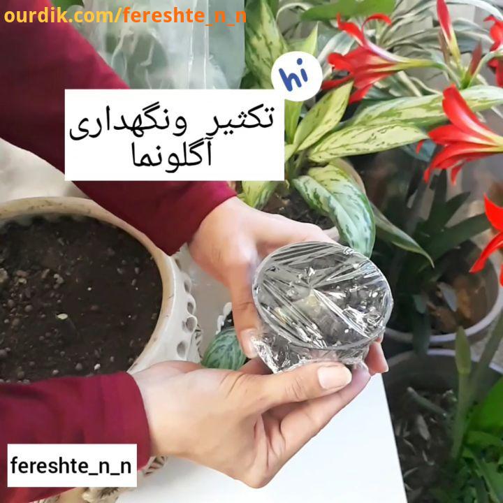 اگر خونه کم نوری دارید گیاه آگلونمابراتون مناسبه به روش دیفن باخیا هفته ای یکبار آبیاری انجام بدید