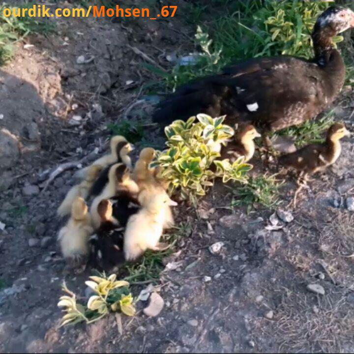 شما به زبان محلی به مادر چی میگید mohsen 67..شمالگردی طبیعت حیوانات مازندران گیلانگردی گیلان سفر آرا