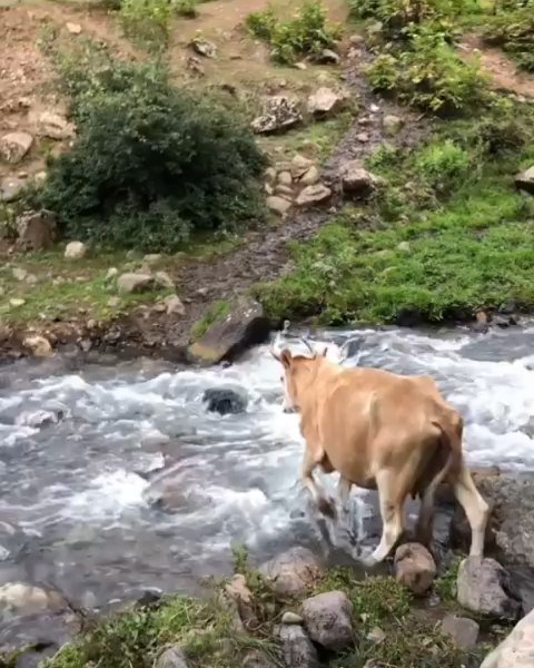 شمال بهشت ایران حاضرید مدتی رو در روستا به شیوه افراد روستایی زندگی کنید نظرتون رو در مورد زندگی روس