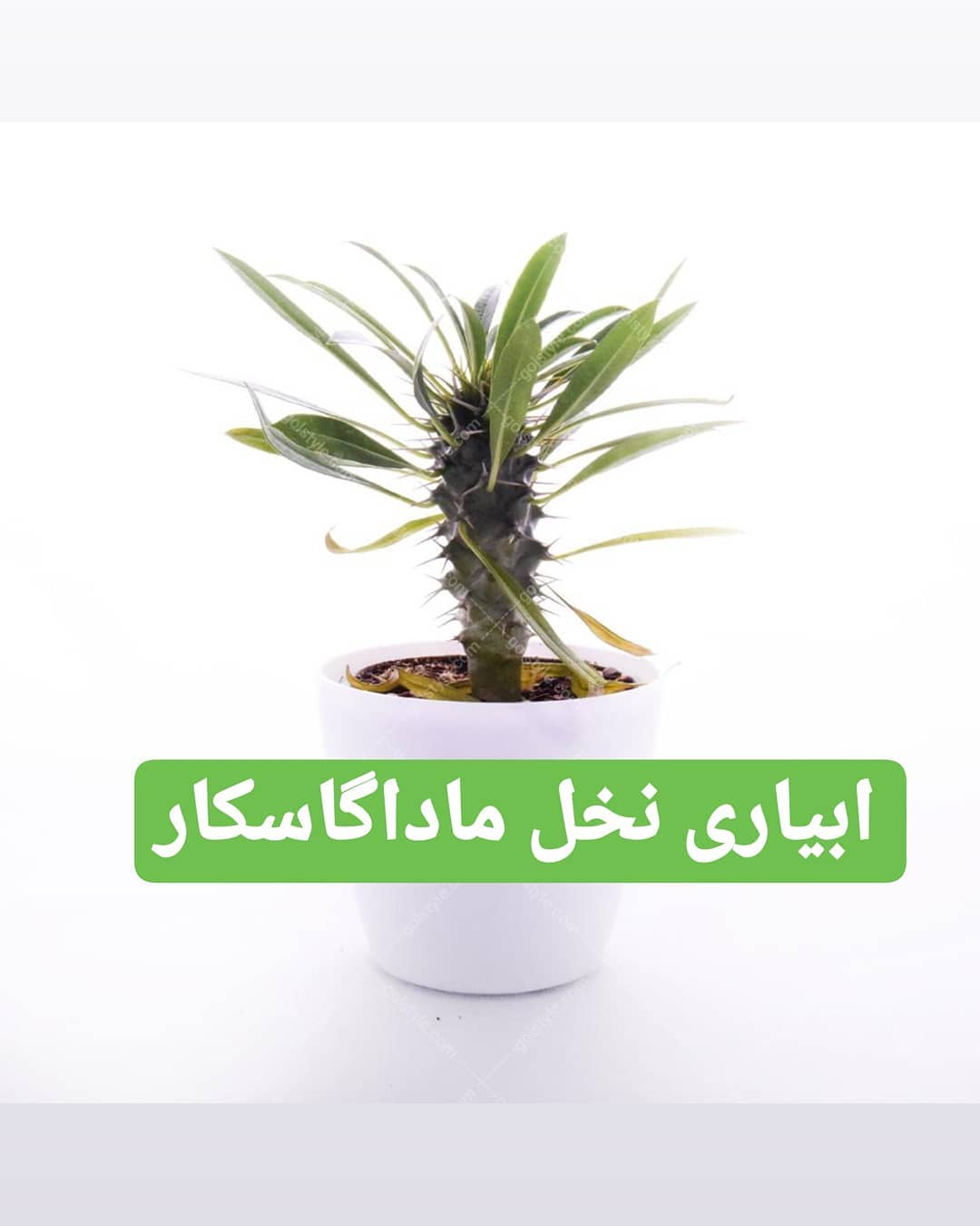 ابیاری نخل ماداگاسکار اجازه بدهید خاک گیاه بین دو آبیاری کاملا خشکشود اگر این نکته را در رابطه سوراخ