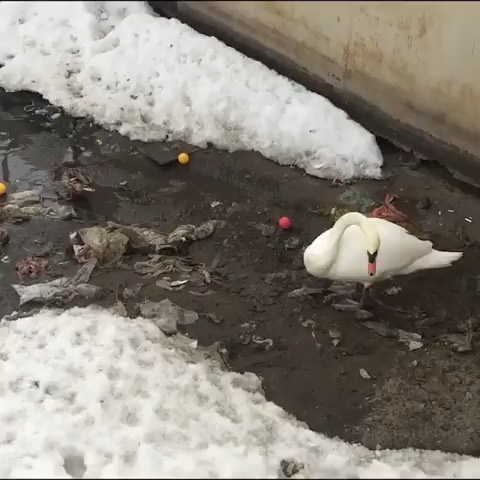 من شخصا معذرت میخوام اصلا از خجالت اب شدم جلوی شما جناب قو درد بلاتون بخوره تو سر ما اخه ما میگیم