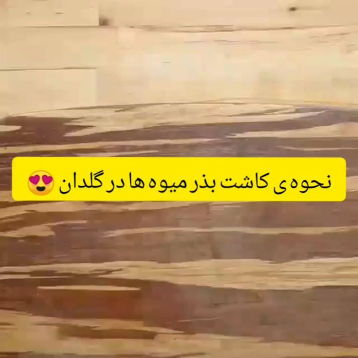 کاشت بذر میوه ها در گلدان باغچه برای دوستانی که میخواستند...بذر بذر میوه کاشت گل گیاه درخت نور اب