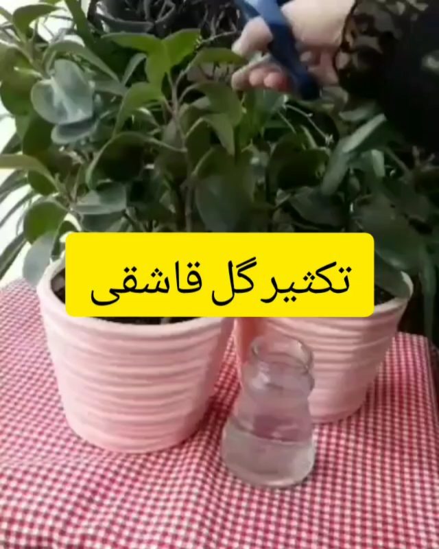 تکثیر گل قاشقی...گل گیاه درخت نور اب خاک گل زینتی گل اپارتمان گیاه اپارتمانی شاخه برگ گلبرگ کاکتوس