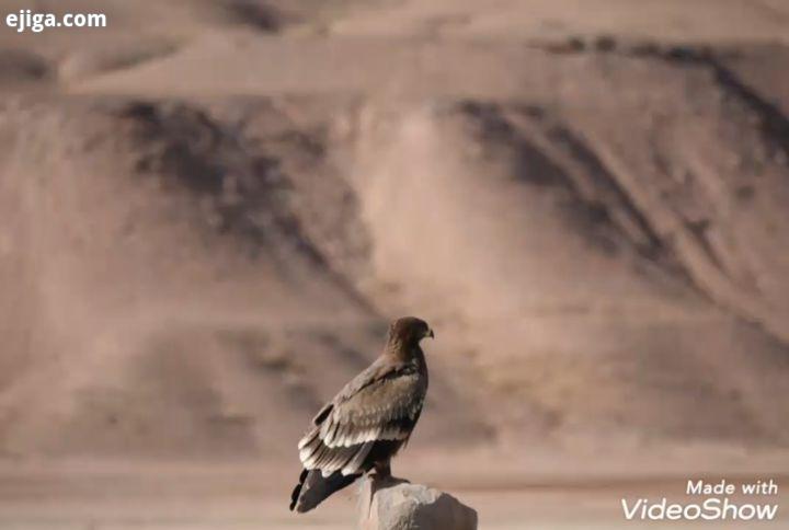 عقاب صحرایی استپی ۲۲ شهریور ماه ۱۳۹۸ توجه : پرواز عقاب ، حاصل ۲۵ عکس متوالی، که با دو استارت پیاپ