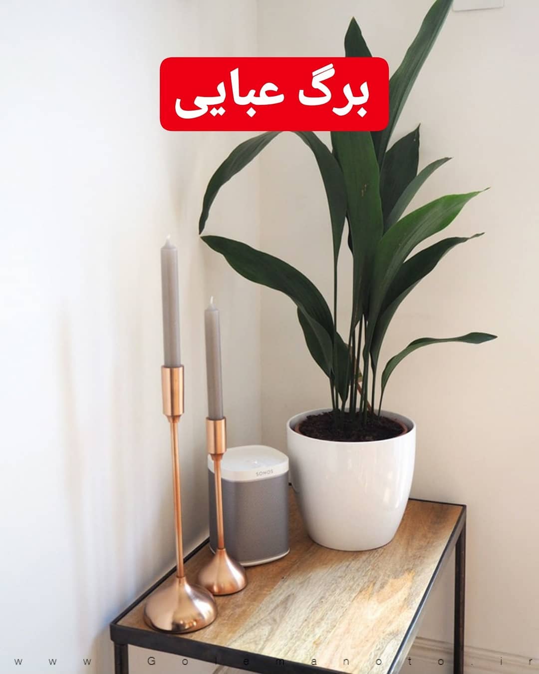 نور : برگ عبایی به نور کم تا متوسط نیاز داره شما میتونید این رو در نیم سایه قرار بدید شما میتونید ای