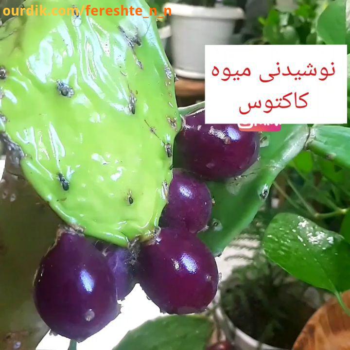 توضیحاتو روی تصویرصداگذاشتم عزیزای من این نوع کاکتوس اپونتیا برگ میوه خوراکیه ازش مربا هم درست میک