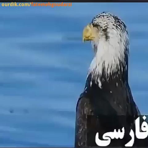بدون شرح زندگی مقاومت تولدی دوباره انسانها آموزش فیلم مستند پیروزی