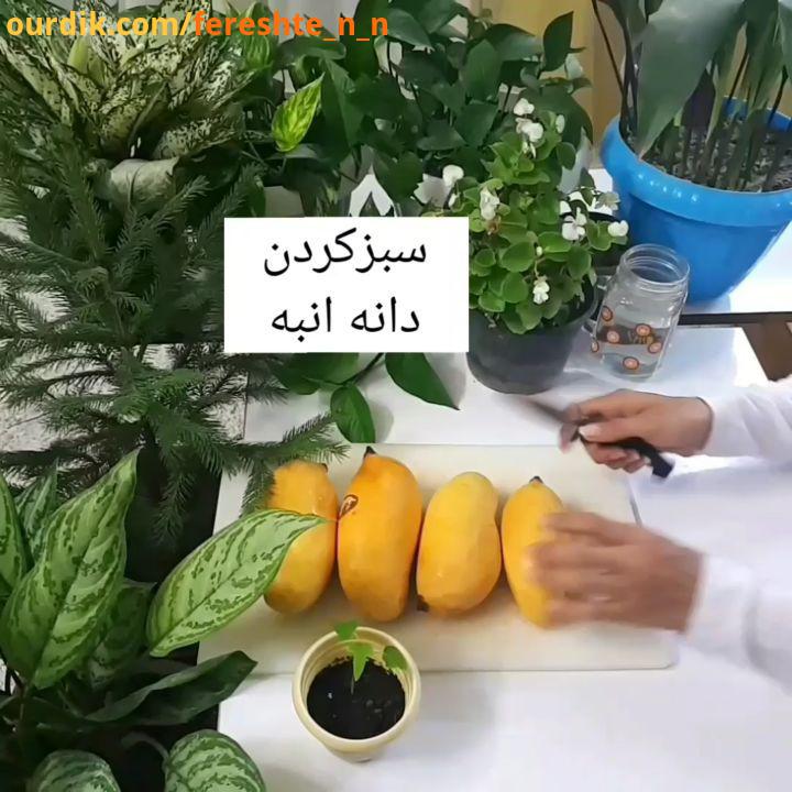 توضیحاتو روی کلیپ بشنوید عزیزای من پست تکراریه اما تاآخر ببینید خیلی پیام ارسال کردید کلی ذوق زده