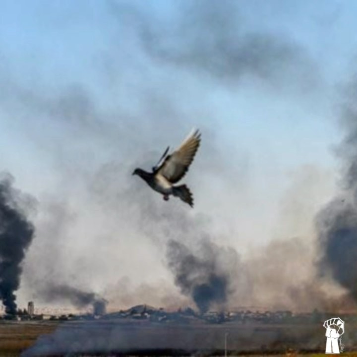 ننگ بر نژاد پرستى Rojava SaveRojava