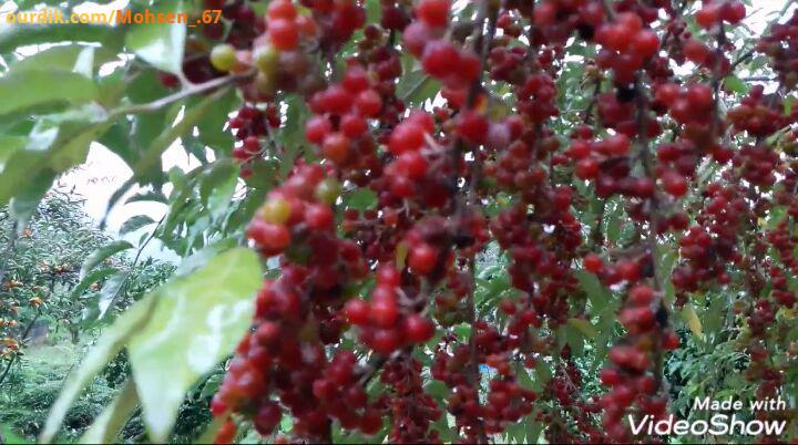 به زبون خودتون اسمشو بگید..حال هوای بارونی آخرین روز مهر انگور ژاپنی...شمال شمالگردی طبیعت طبیعتگر