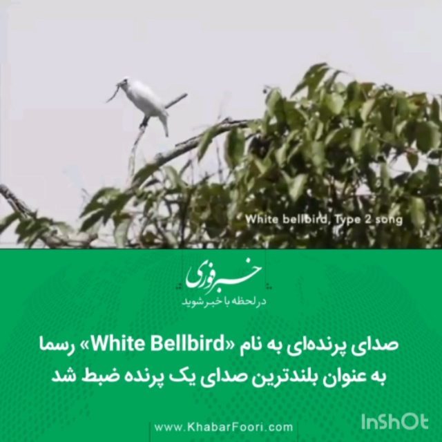 صدای پرنده ای به نام White Bellbird رسما به عنوان بلندترین صدای یک پرنده ضبط شد این پرنده با صدای گو