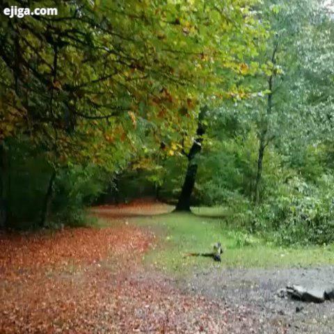 ایران همیشه زیبا جنگل راش قدم زدن روی برگهای خیس تازه بارون خورده پاییز بوی نم در فصل پاییز لذتی