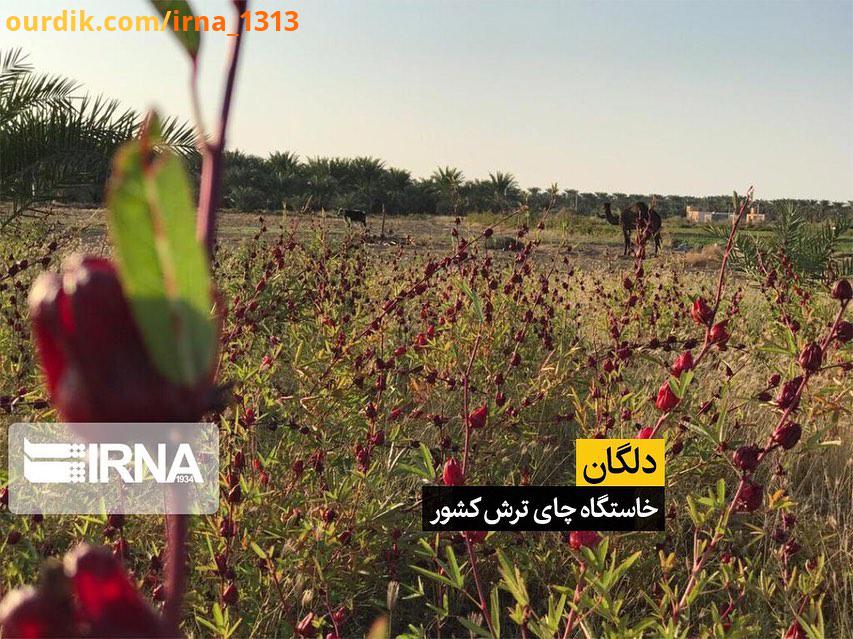 زاهدان شهرستان دلگان در جنوب سیستان بلوچستان با هکتار اراضی زیر کشت چای ترش، رتبه نخست کشت این محص