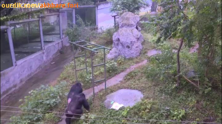 یک شامپانزه ساله در چین خبر خبر فوری خبرفوری