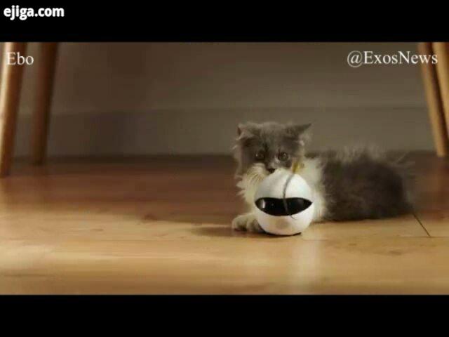.این ربات بهترین همبازی برای گربه شماست این ربات هوشمند در نبود شما می تواند با گربه بازی کند آن