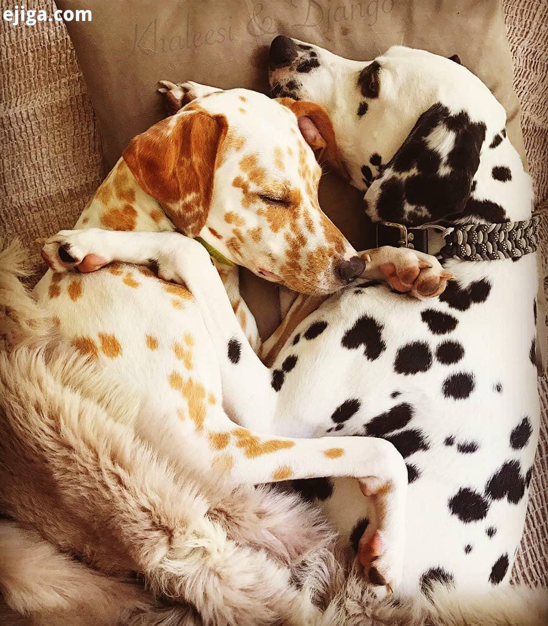 سگ آپارتمانی سگ نگهبان سگ گارد سگ خانگی سگ سرابی ذات قدیم kangal malakl dog dogsofinstagr dogstagram