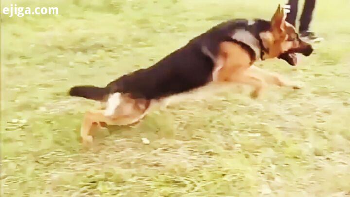 germanshepherd dog dogsofinstagram dogs doglovers doglife dogstagram animals animals سگ سگها ژرمن شپ