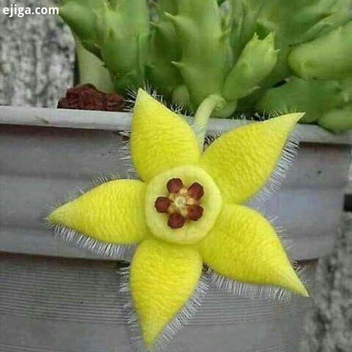 طبیعت منظره گردشگری گل گیاه کاکتوس درخت جنگل آبشار آفرینش خداوند زیبایی خلقت شادی برف باران رنگ موفق