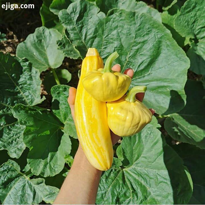 طبیعت منظره گردشگری گل گیاه کاکتوس درخت جنگل آبشار آفرینش خداوند زیبایی خلقت شادی برف باران رنگ موفق