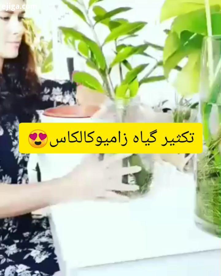 تکثیر نگهداری گیاه زامیوکالکاس گیاه زامیوکالکاس گیاهی با نگهداری ساده زامیوکالکاس سیستم ریشه ای قو