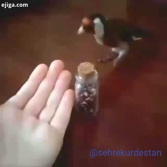 آفرین به این آموزش نمایشی از نت سهره قناری سهره قناری پرنده پرواز طوطی کاسکو کبوتر عشقبازی عشق عقاب
