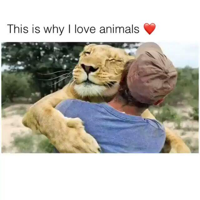 This is why love animals حیوانات حق زندگی دارند دقیقا مثل انسانها مهربانی محبت حیوانات حیوانات وحش