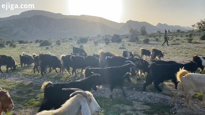 این ویدیو رو تو جاده گرفتم ، مسیر لارستان تا ماهشهر ، عموما سفر جاده ایى رو با همه قلبم میرم اگر