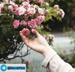 امروز آمد که امید را در دلت زنده کند برای ساختن ِ روزی بهتر پس بیخیالِ دیروز دیروز ها...امروزت راب